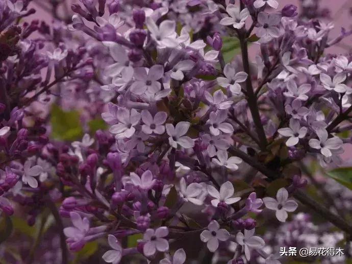 丁香花是什么样子的，描写丁香花的特点