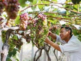 夏黑葡萄怎么种植，夏黑葡萄盆栽种植方法