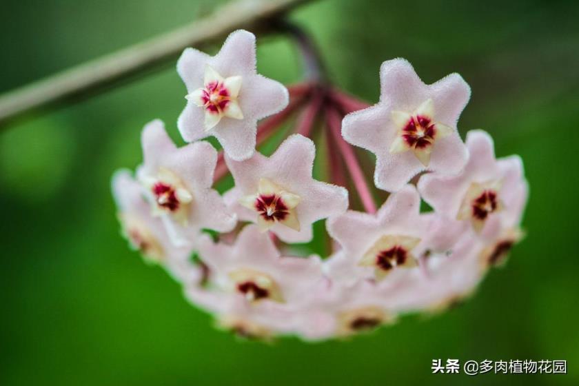 苜蓿草种植条件是什么，苜蓿草种植技术和方法