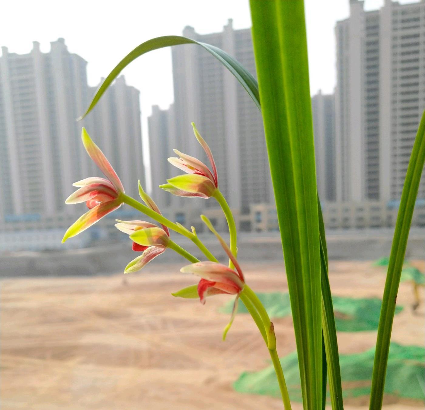 兰花种植用什么土最好，最好的兰花土配方植料