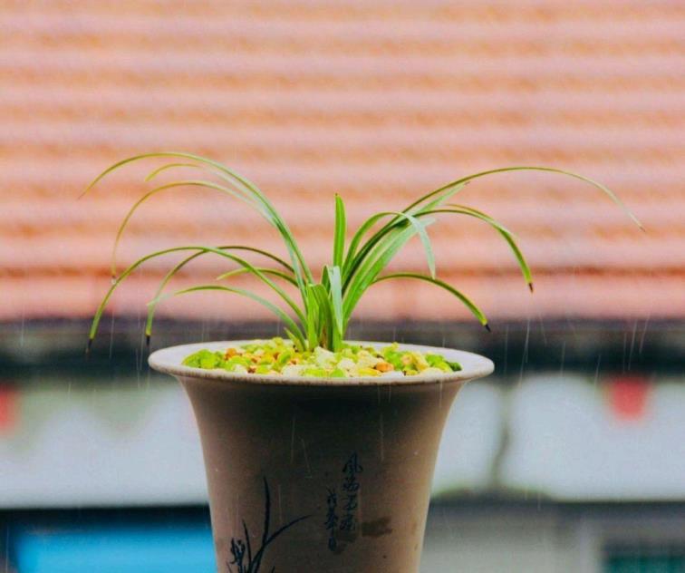 兰花种植用什么土最好，最好的兰花土配方植料