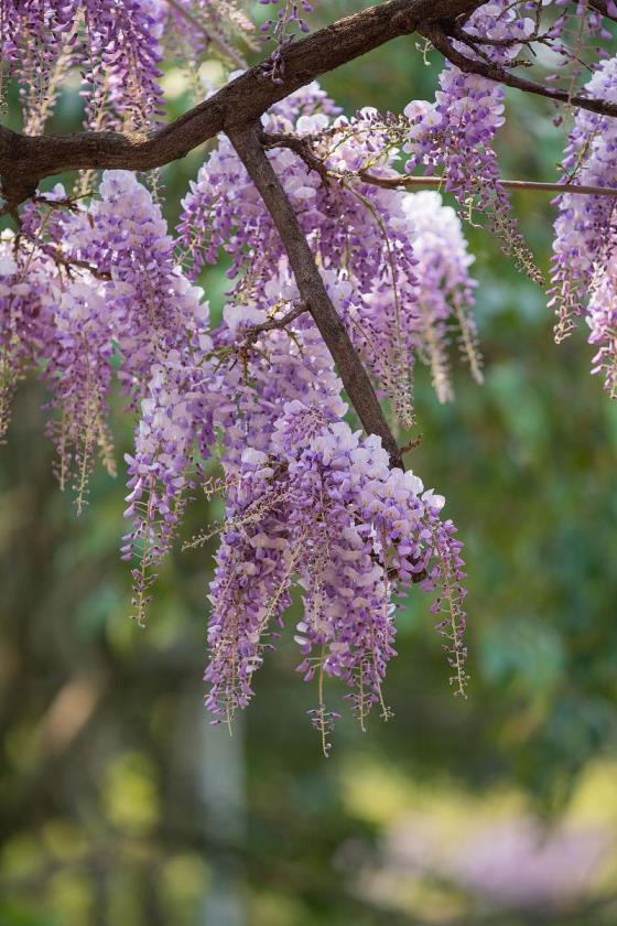 紫藤花花语是什么，浅谈紫藤花的寓意象征