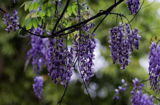 紫藤花花语是什么，浅谈紫藤花的寓意象征