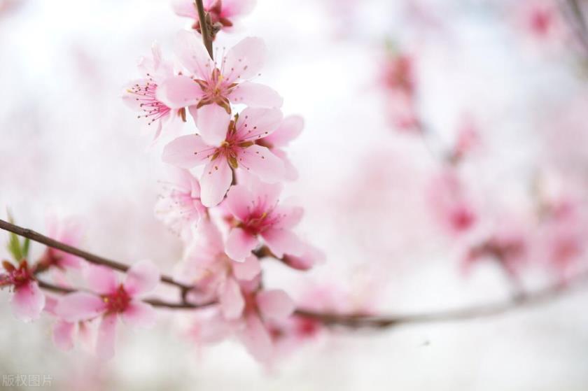 桃花的花语是什么，有关桃花的浪漫寓意