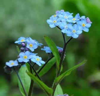 星辰花的花语是什么，了解星辰花的寓意