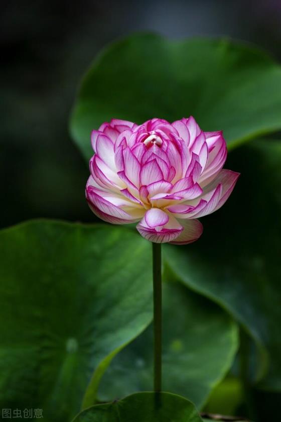 夏天开花的花卉有哪些，常见的夏季花朵大全