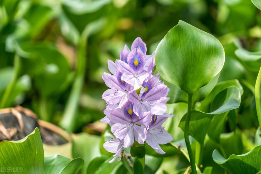 水葫芦怎么养才好，新手养水葫芦注意事项