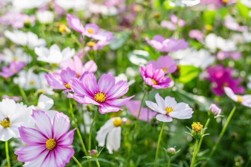 格桑花的寓意是什么，浅谈格桑花的花语和象征