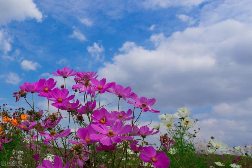 格桑花的寓意是什么，浅谈格桑花的花语和象征