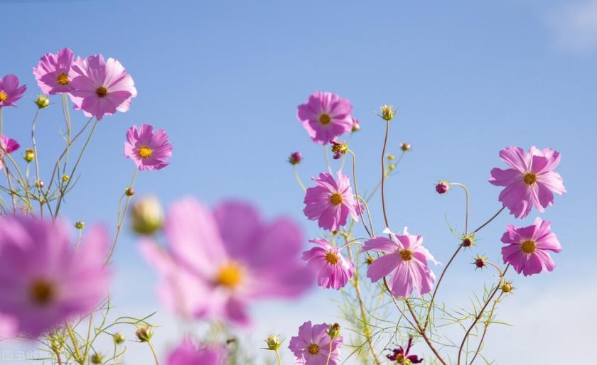 格桑花的寓意是什么，浅谈格桑花的花语和象征