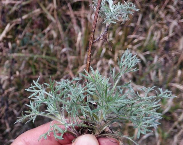 驱蚊植物哪种最好，驱蚊虫的绿植介绍