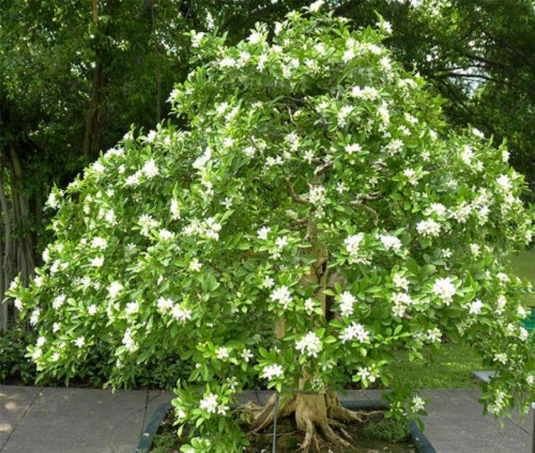 九里香怎么养才能开花，详解养九里香开花小妙招