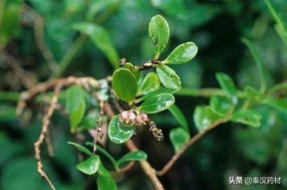 黄杨科植物有哪些，描写黄杨科植物的主要特征