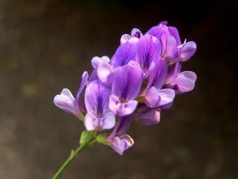 苜蓿花的花语是什么，苜蓿花的寓意和象征意义