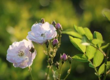 野蔷薇花语是什么，有关野蔷薇的寓意和象征