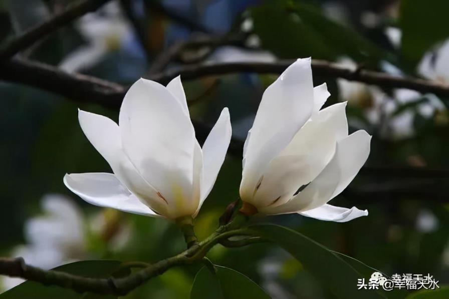 玉兰树的寓意和风水关系，白玉兰花树的风水禁忌