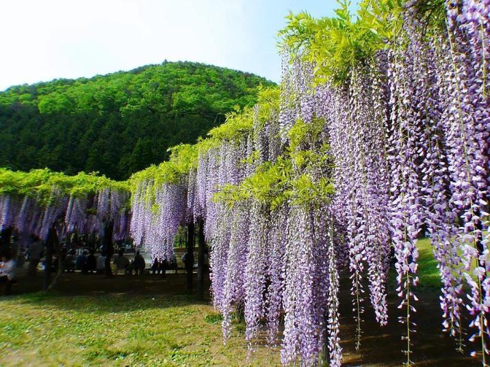 最漂亮紫藤花品种有哪些，紫藤花品种及对应图片大全