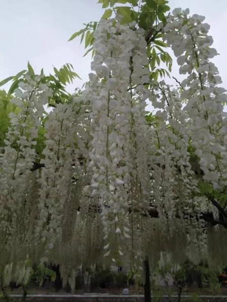 最漂亮紫藤花品种有哪些，紫藤花品种及对应图片大全