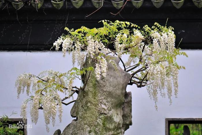 最漂亮紫藤花品种有哪些，紫藤花品种及对应图片大全