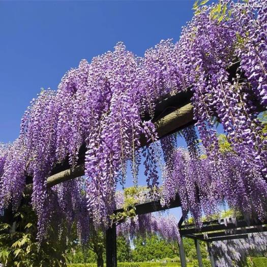 最漂亮紫藤花品种有哪些，紫藤花品种及对应图片大全