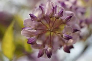 最漂亮紫藤花品种有哪些，紫藤花品种及对应图片大全