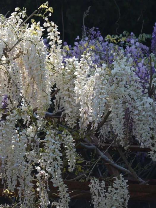 最漂亮紫藤花品种有哪些，紫藤花品种及对应图片大全