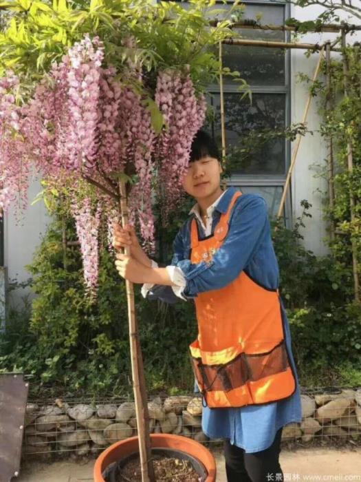 最漂亮紫藤花品种有哪些，紫藤花品种及对应图片大全