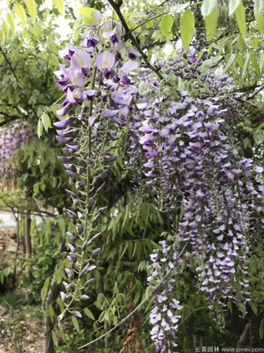 最漂亮紫藤花品种有哪些，紫藤花品种及对应图片大全