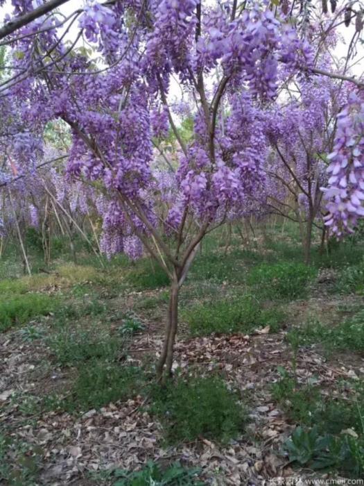 最漂亮紫藤花品种有哪些，紫藤花品种及对应图片大全