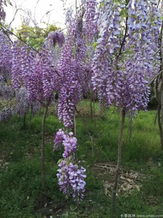 最漂亮紫藤花品种有哪些，紫藤花品种及对应图片大全