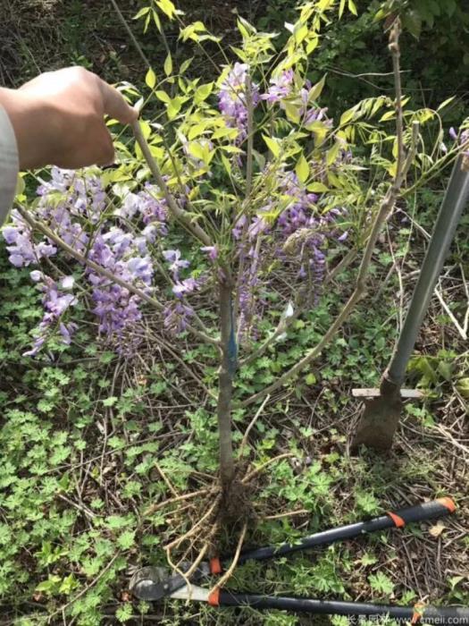 最漂亮紫藤花品种有哪些，紫藤花品种及对应图片大全