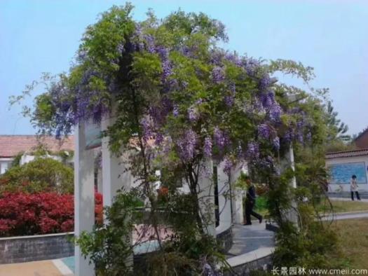 最漂亮紫藤花品种有哪些，紫藤花品种及对应图片大全