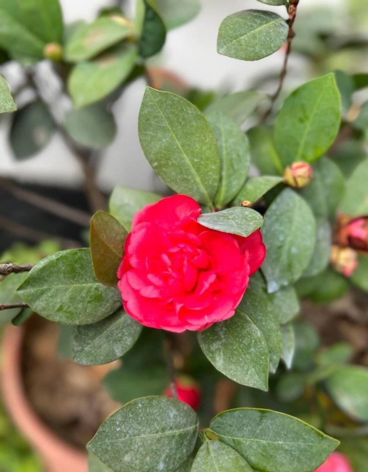 山茶花怎么种植，山茶花种植方法和时间