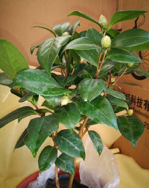 山茶花怎么种植，山茶花种植方法和时间