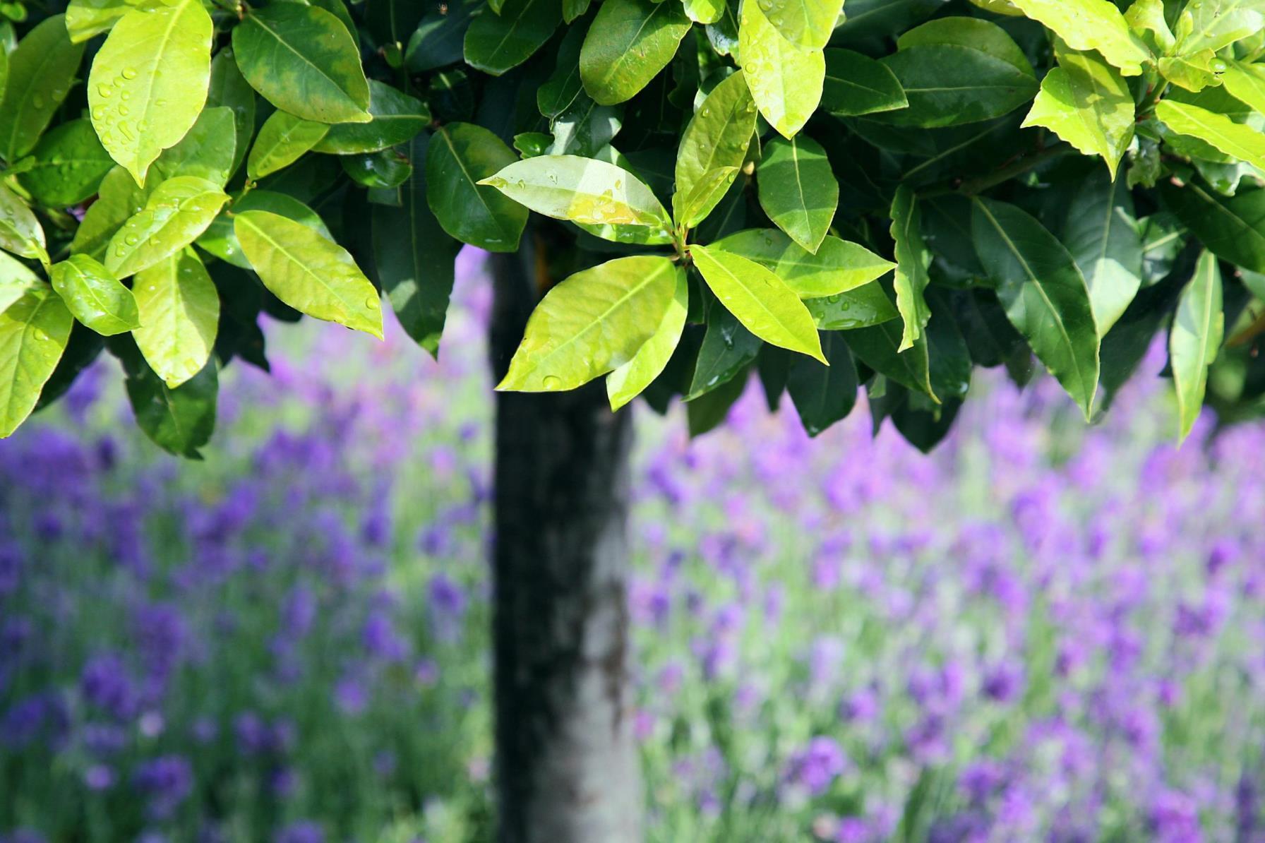 四季桂花树盆栽怎么养，盆栽桂花树养殖方法