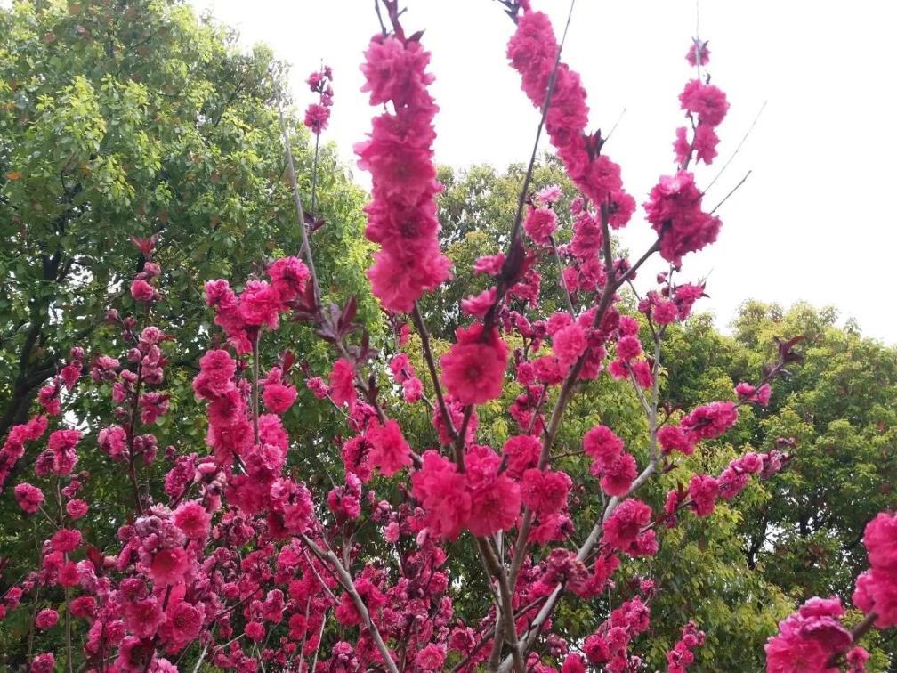 樱花花语及象征意义，有关樱花代表的含义