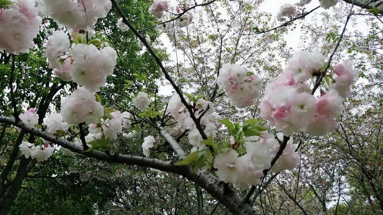 樱花花语及象征意义，有关樱花代表的含义