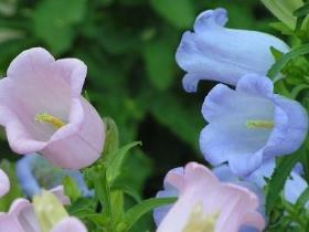 风铃草怎么养才好，有关风铃花的养殖方法