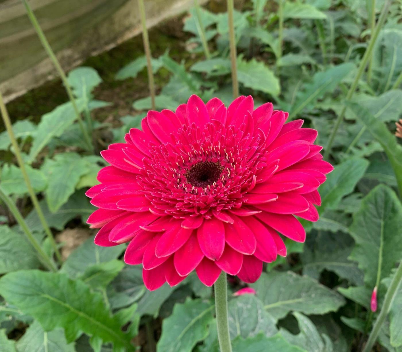 扶郎花是什么花，有关扶郎花的养护技巧