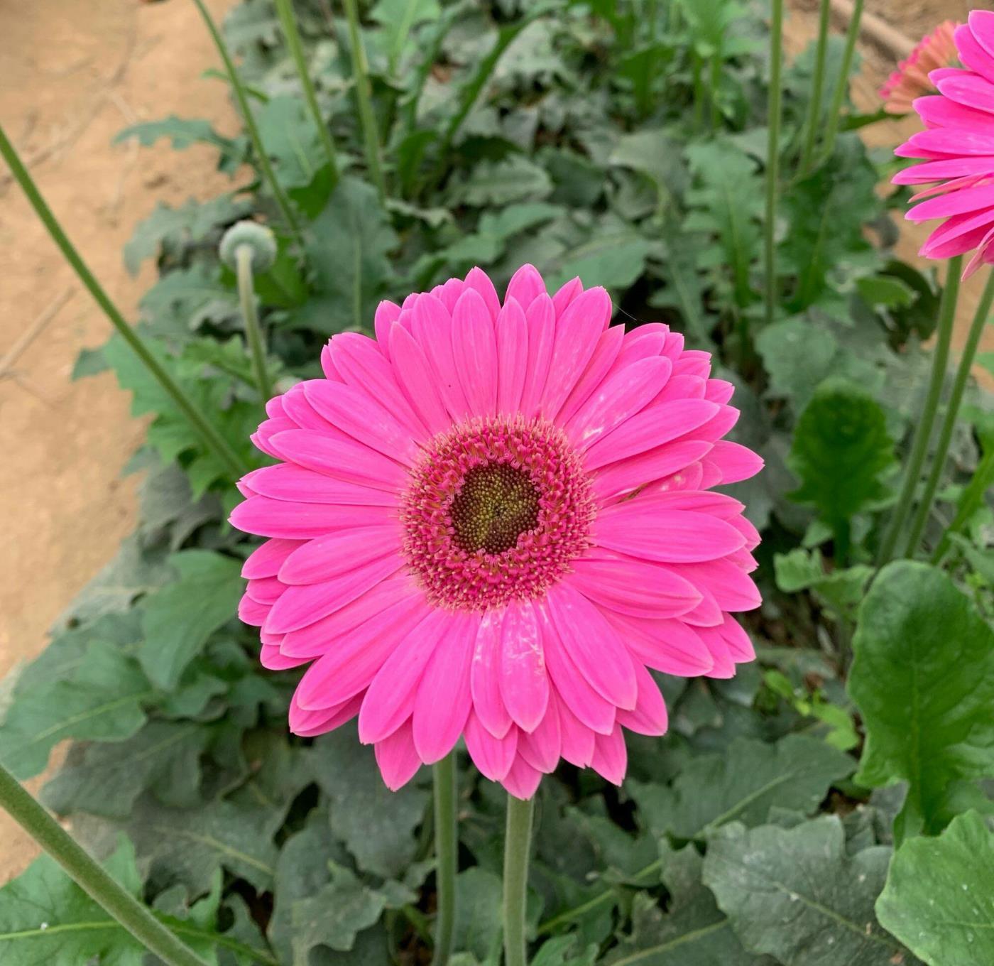 扶郎花是什么花，有关扶郎花的养护技巧