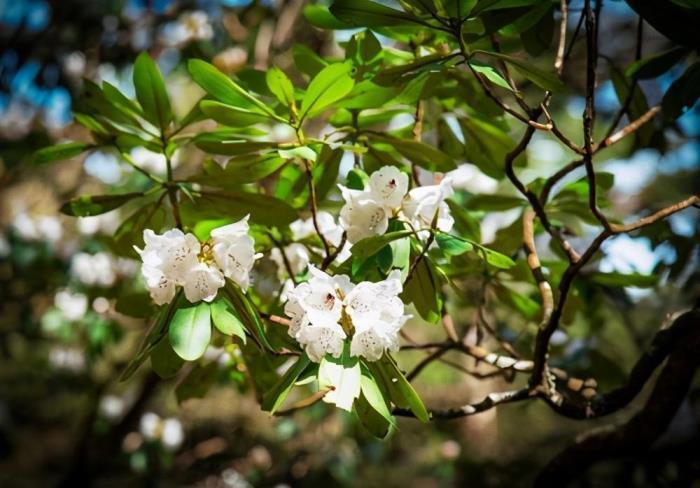 杜鹃花的种类有哪些，杜鹃花十大品种排名