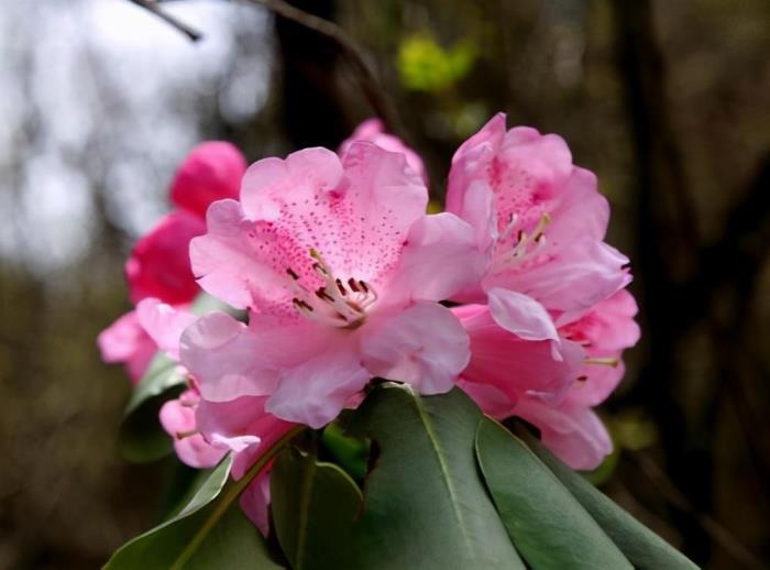 杜鹃花的种类有哪些，杜鹃花十大品种排名