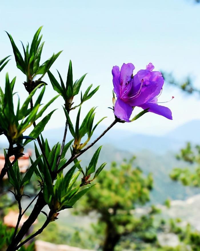 杜鹃花的种类有哪些，杜鹃花十大品种排名