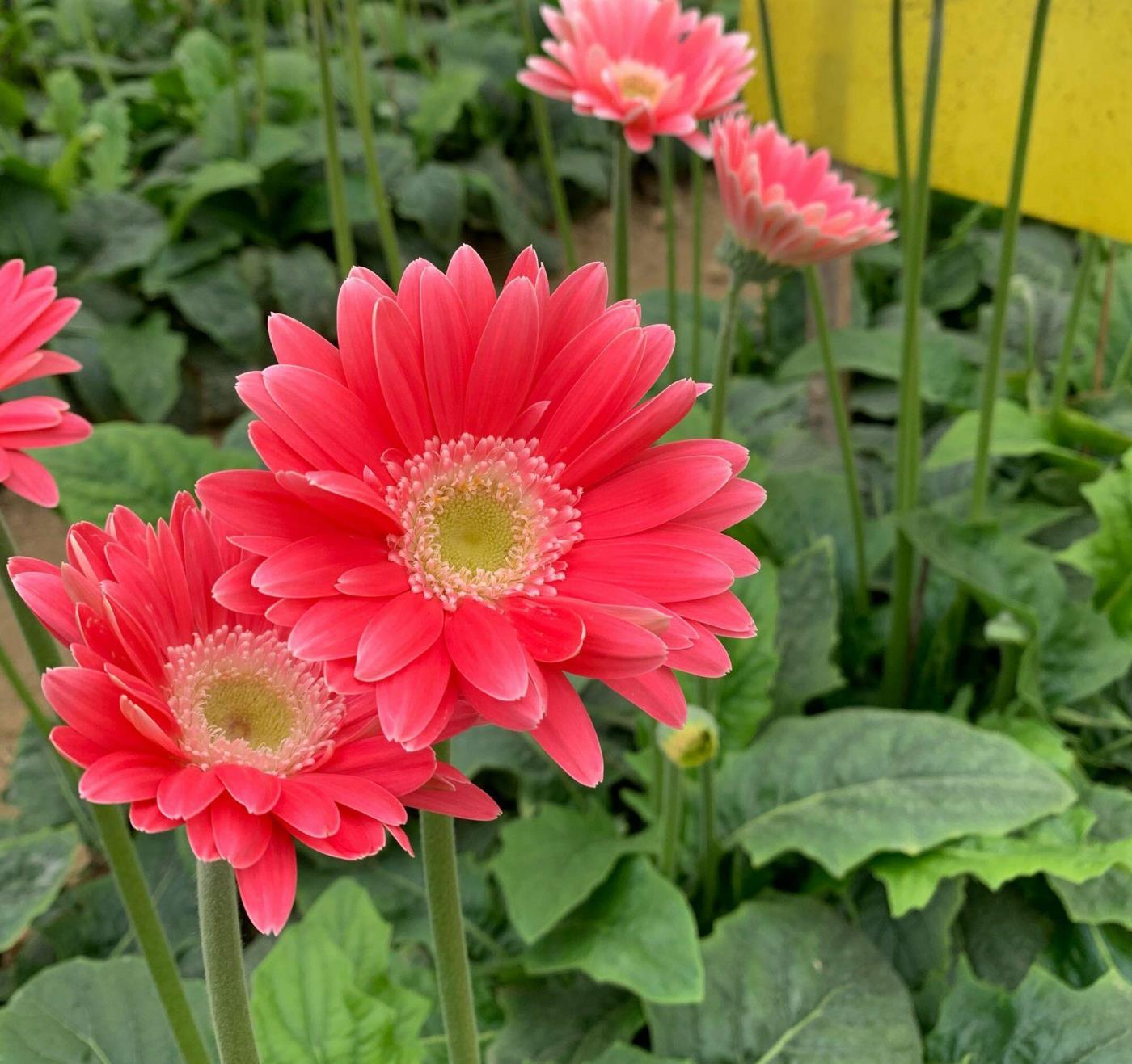 扶郎花插瓶怎么养，扶郎花鲜切花养护方法