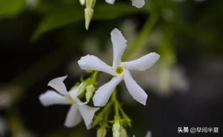 爬藤植物有哪些，十大爬藤花卉推荐