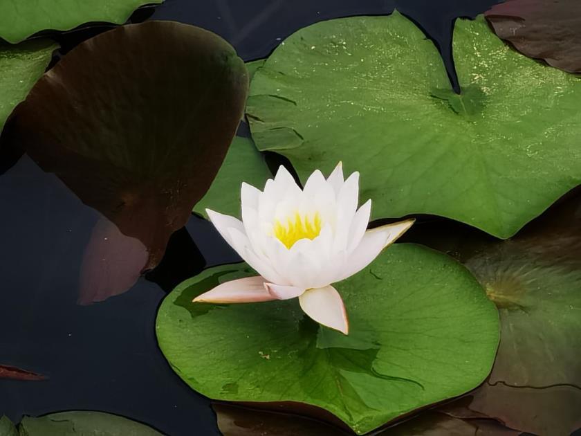 可以水培的花卉有哪些，好养活的水培花卉推荐