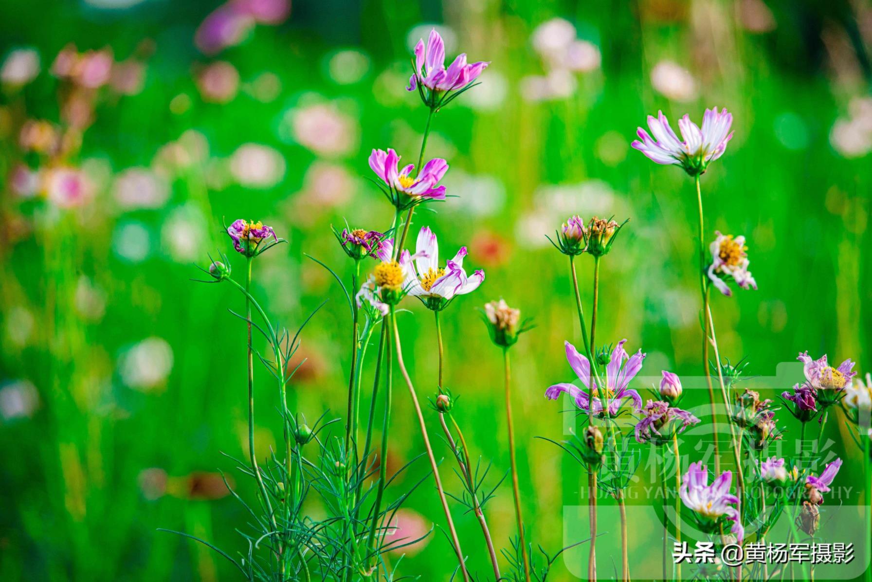 格桑花长什么样子图片，真正的格桑花开花的样子