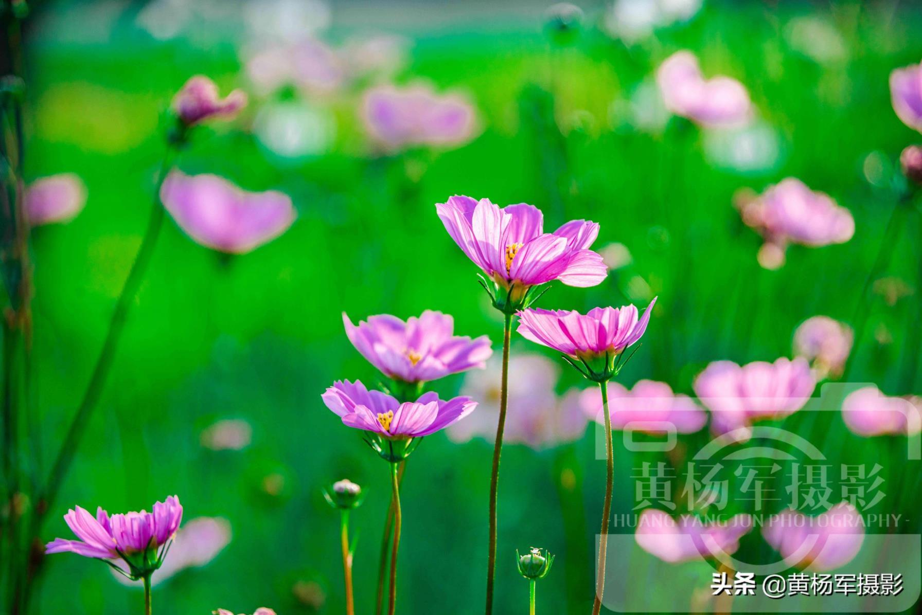 格桑花长什么样子图片，真正的格桑花开花的样子