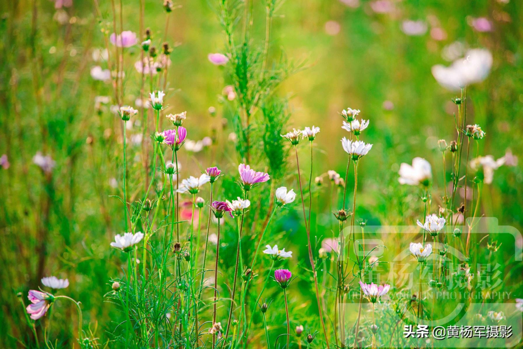 格桑花长什么样子图片，真正的格桑花开花的样子