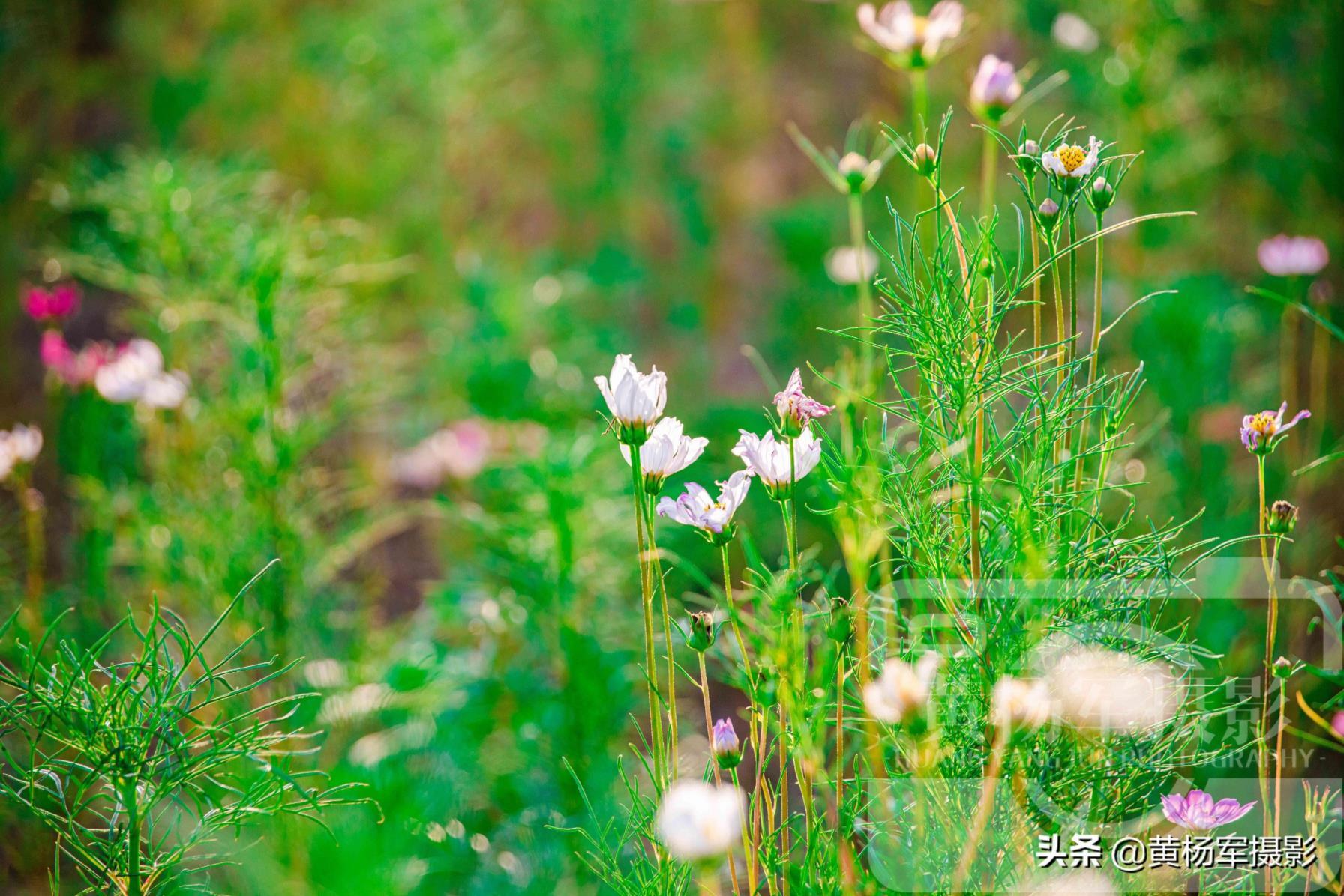 格桑花长什么样子图片，真正的格桑花开花的样子